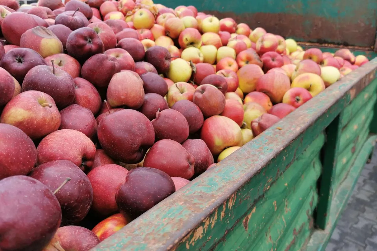 jabłko przemysłowe