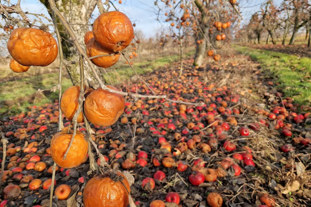 zgniłe jabłka