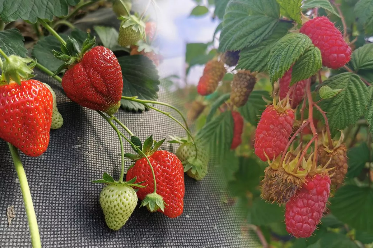 truskawki i maliny