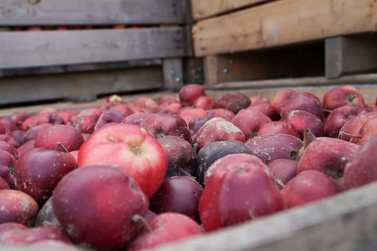 jabłka na koncentrat