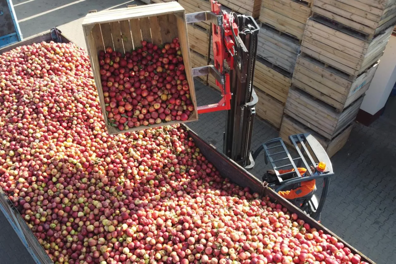 jabłka przemysłowe