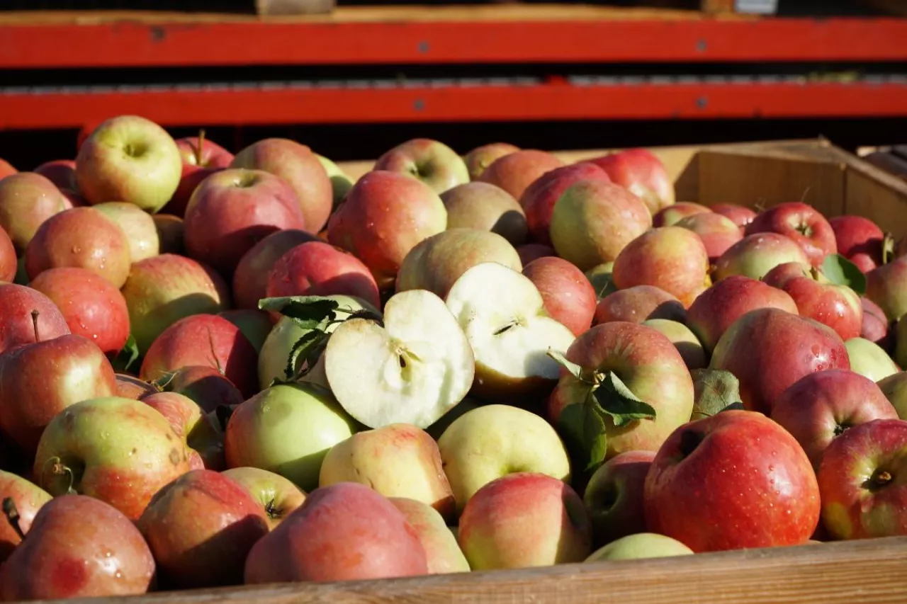 jabłka w belgii