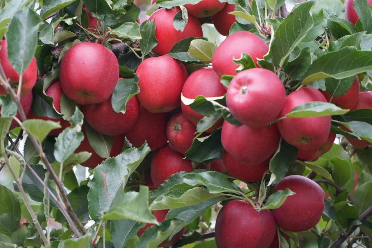 biologicznie i skutecznie