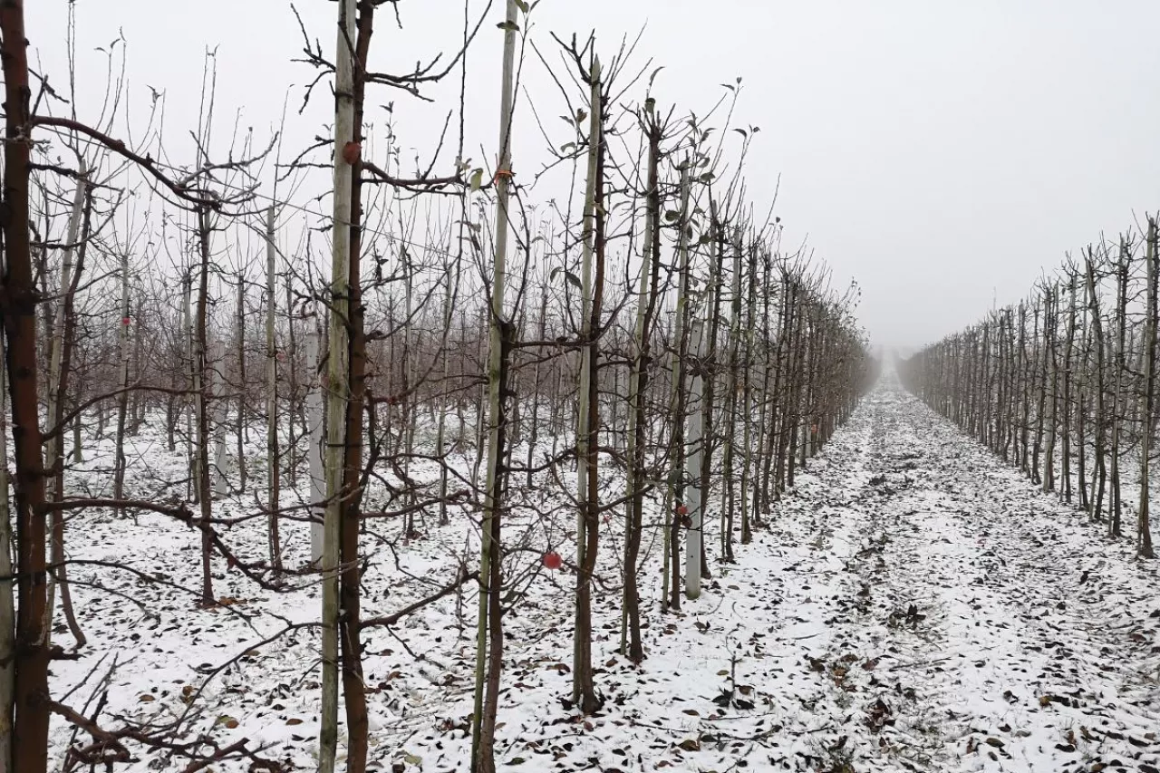 gospodarstwo sadownicze na sprzedaż
