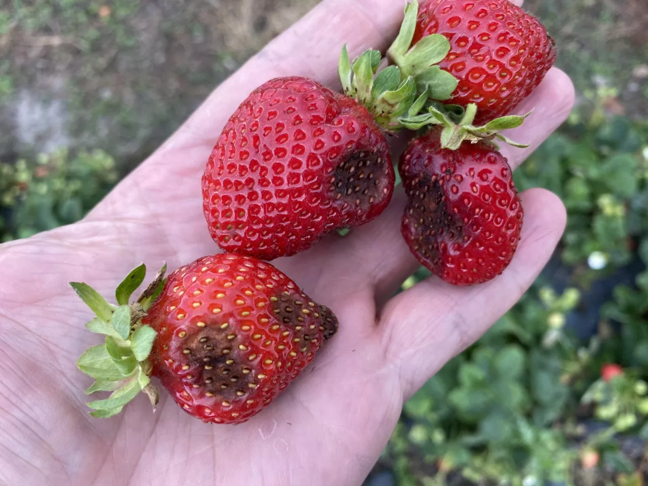Optymalizacja odczynu ryzosfery, decydująca o prawidłowym pobieraniu składników pokarmowych, to podstawa nawożenia