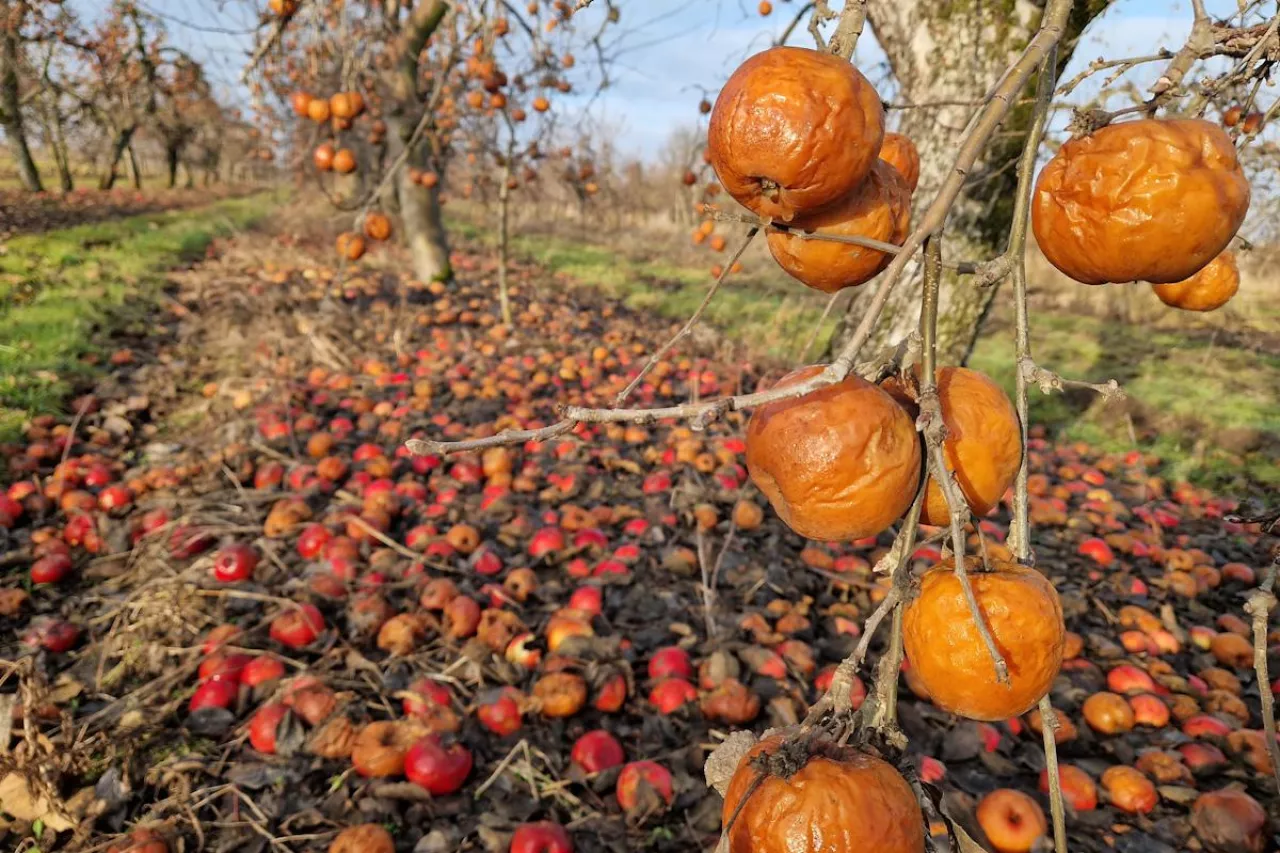 jabłka przemysłowe w sadzie