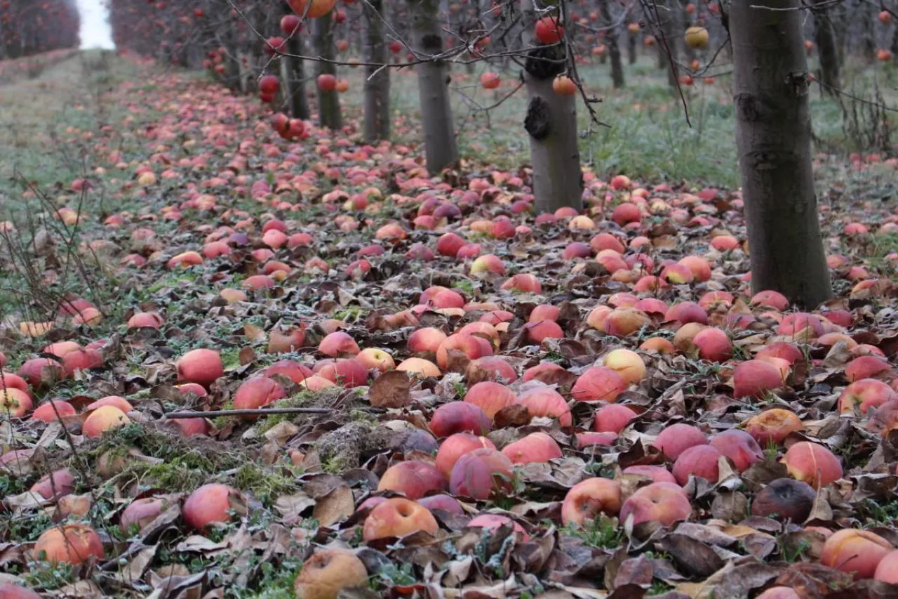 jabłka przemysłowe dostawy z sadów