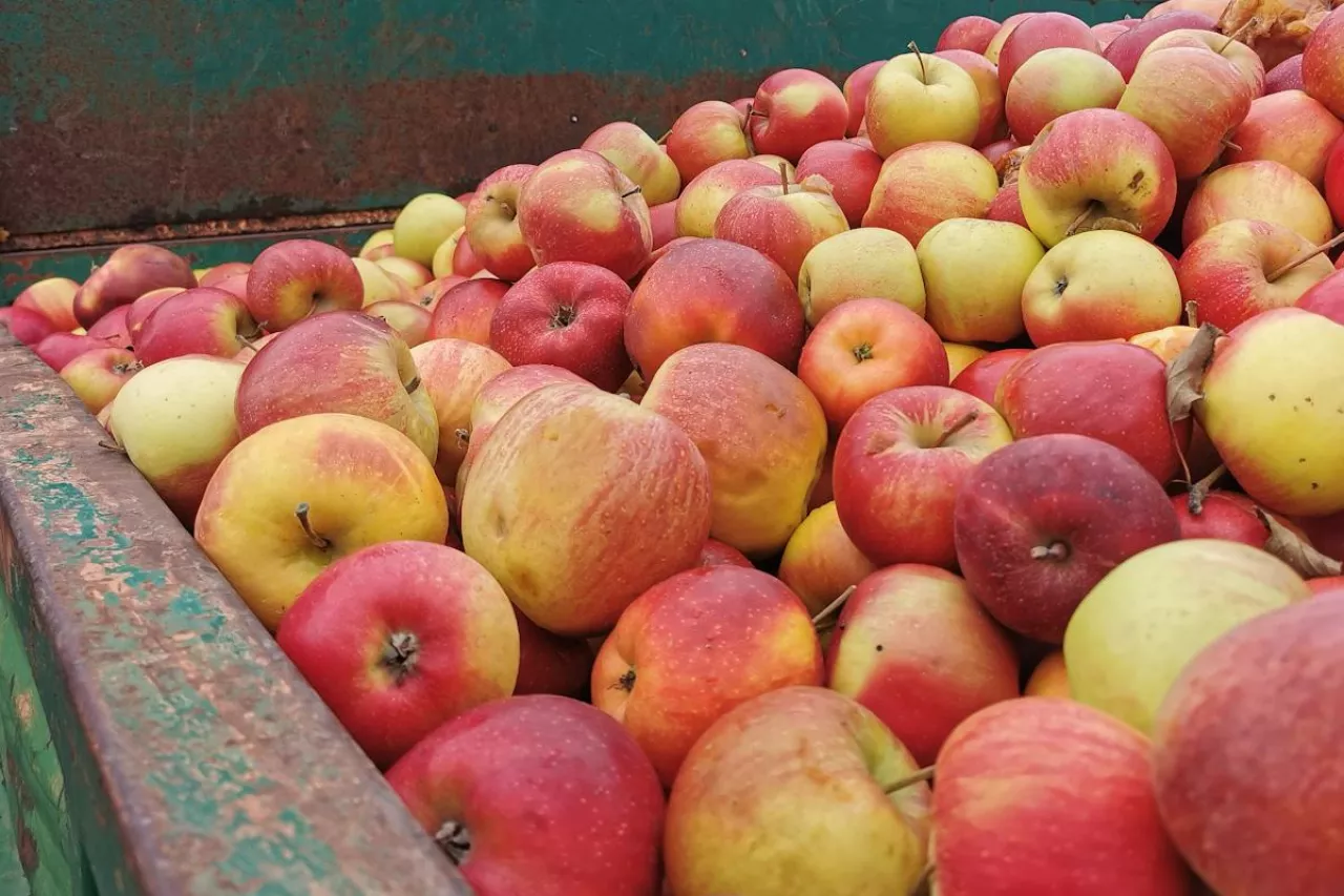 jabłka przemysłowe