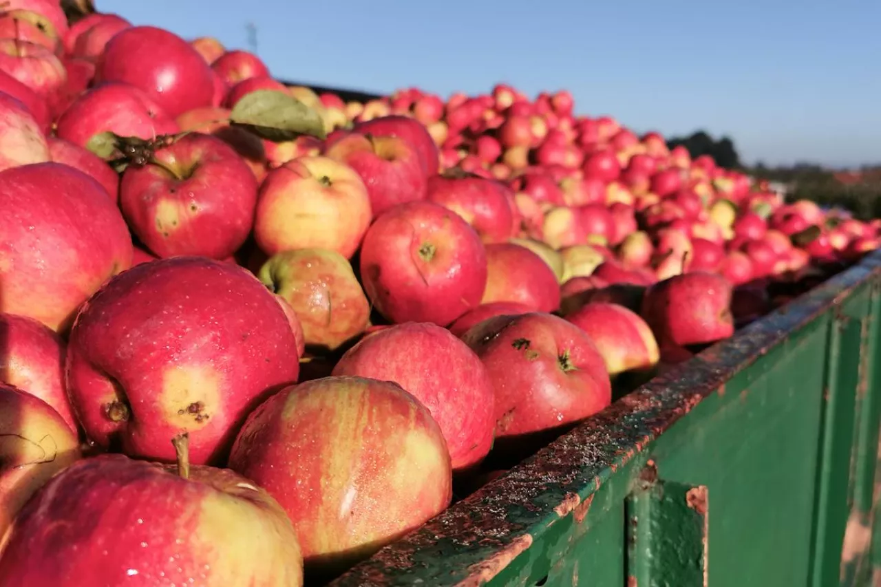 jabłka przemysłowe