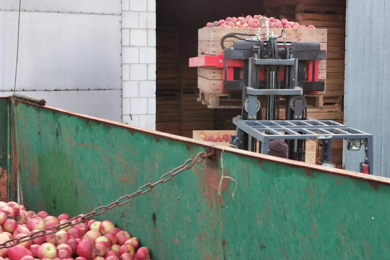 jabłka przemysłowe