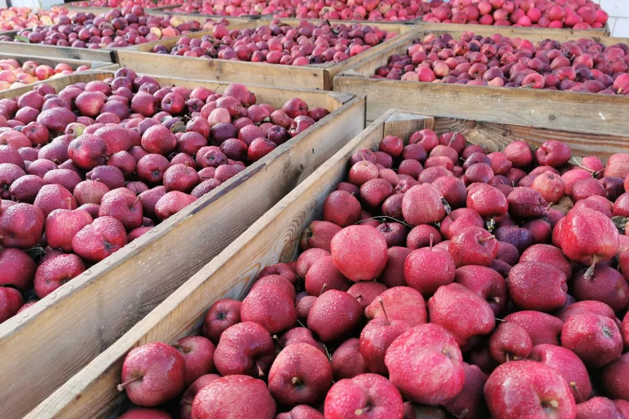 jabłka przemysłowe