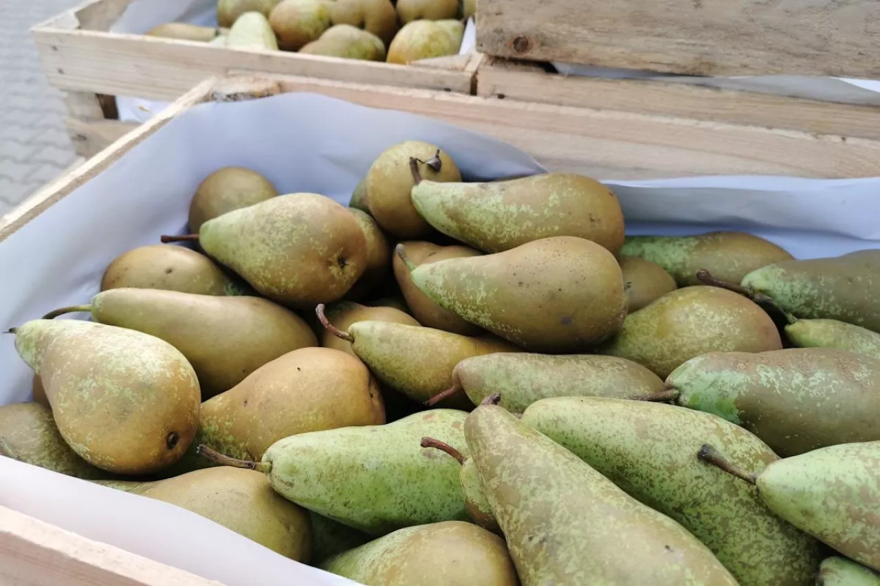 konferencja Bronisze