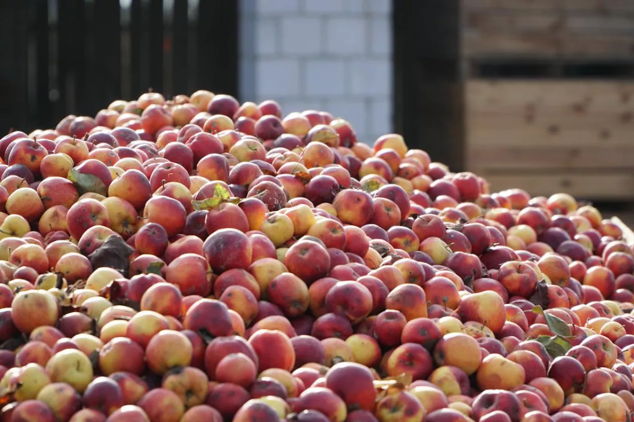 jabłka przemysłowe