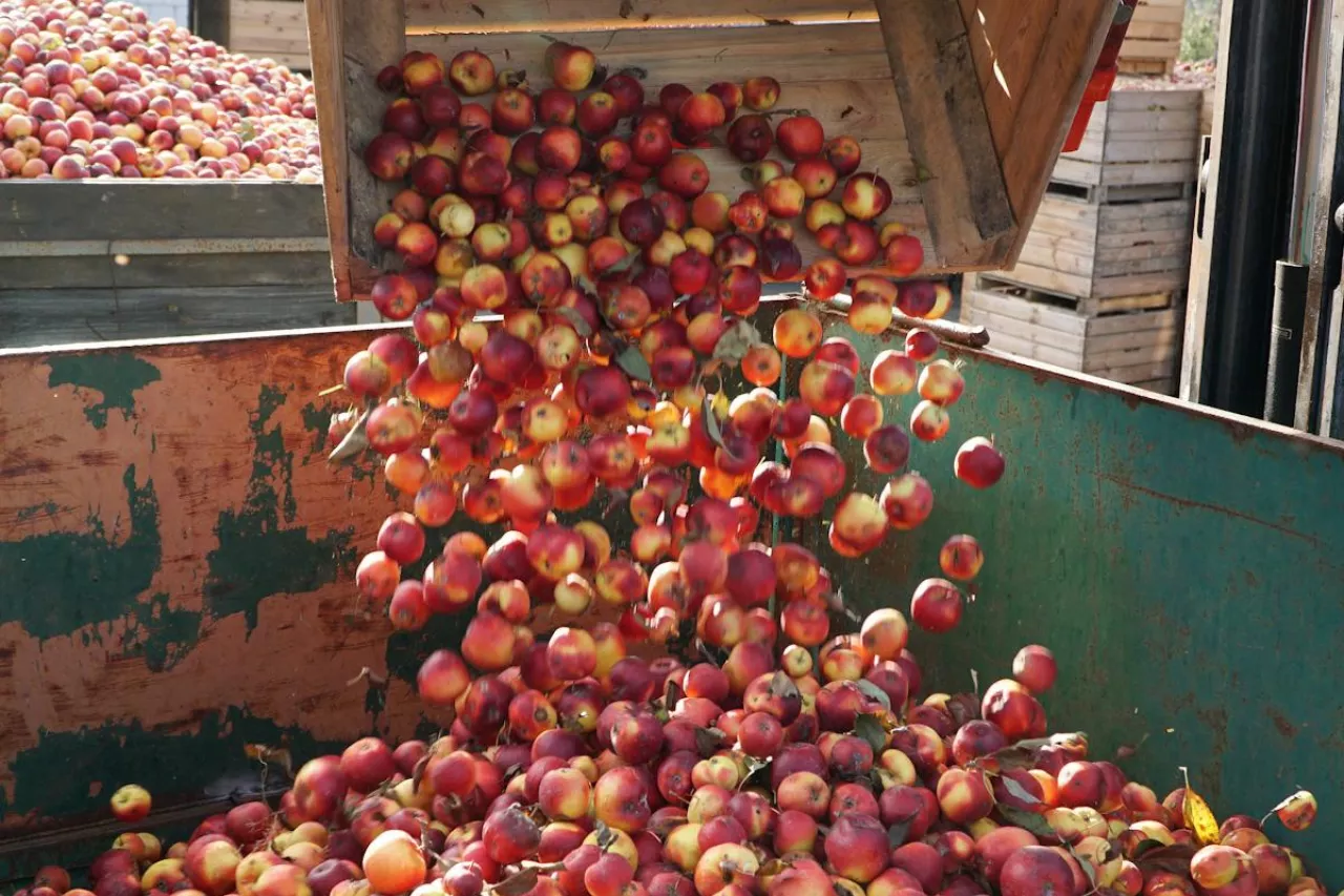 jabłka przemysłowe