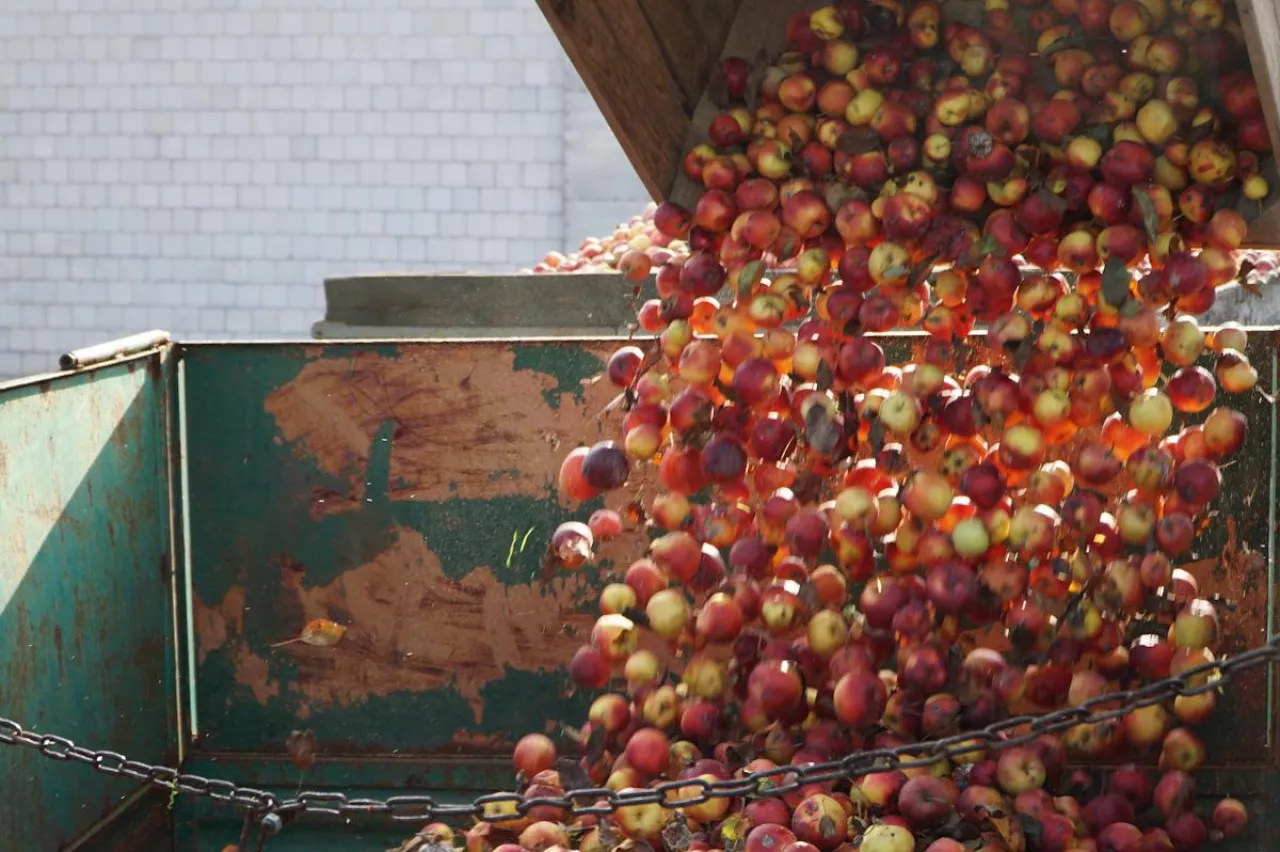 jabłka przemysłowe