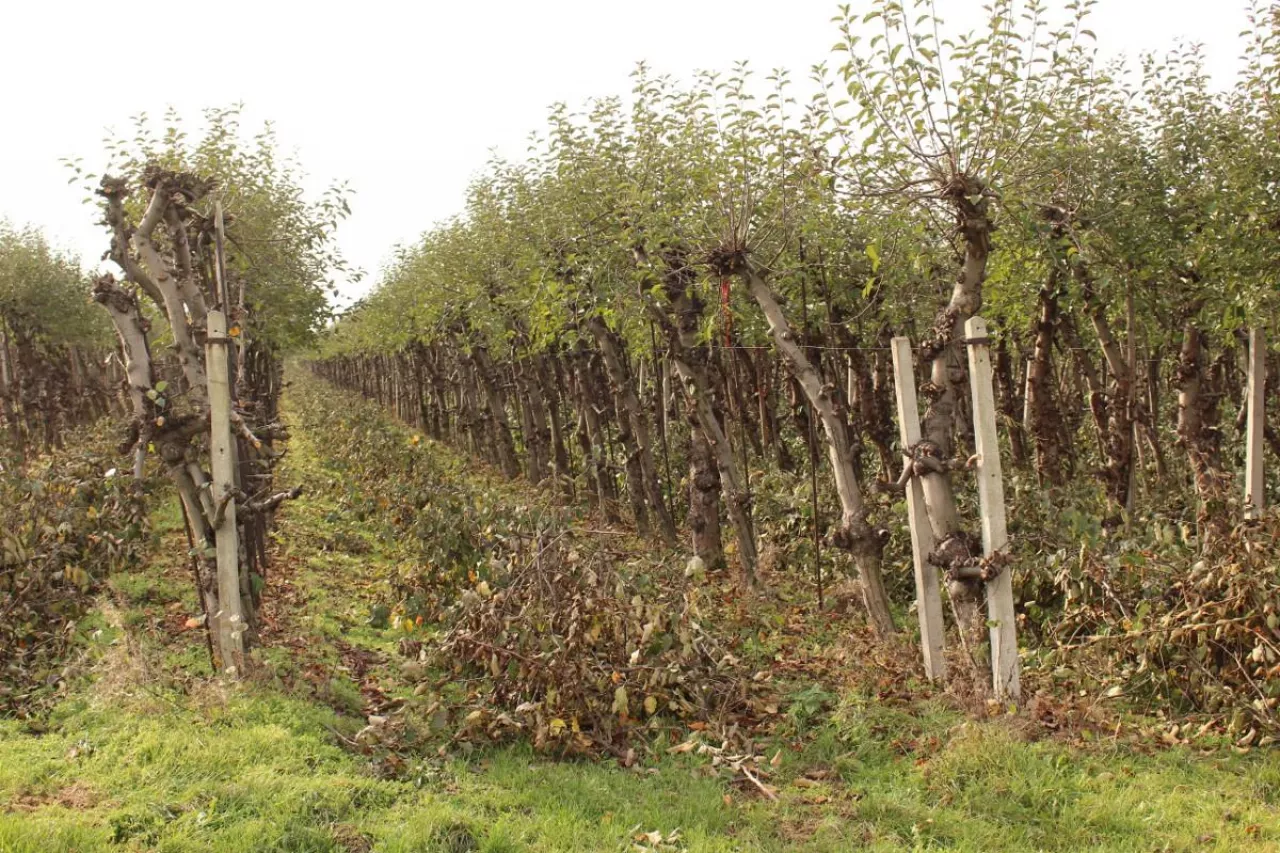 gałęzie po cięciu