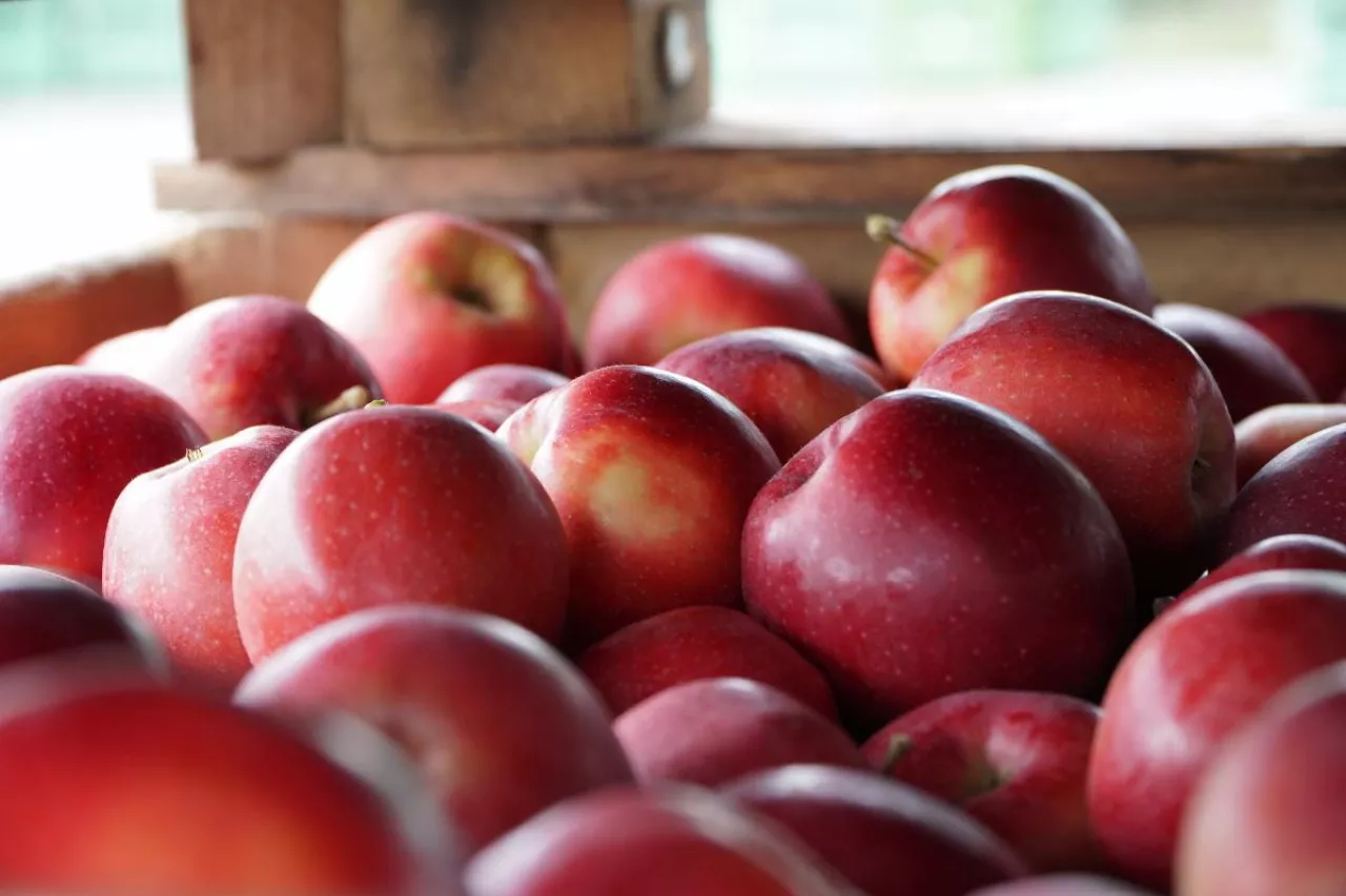 jablka przemysłowe