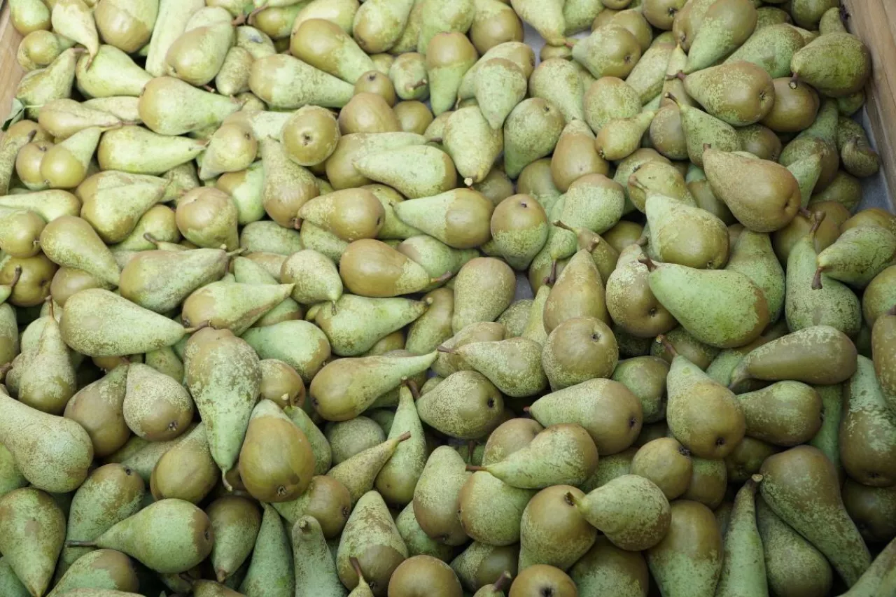 gruszki w Beneluksie