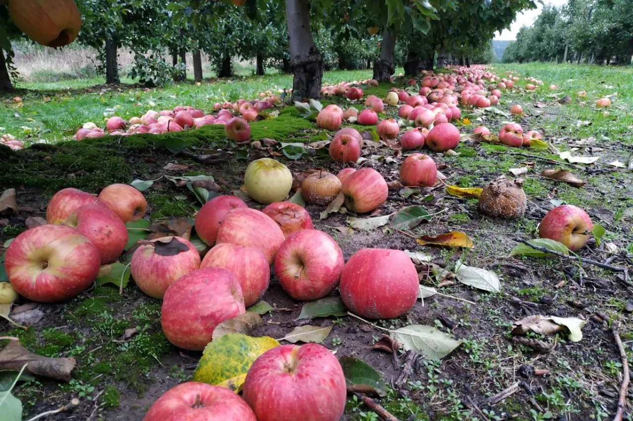 jabłka pod drzewami