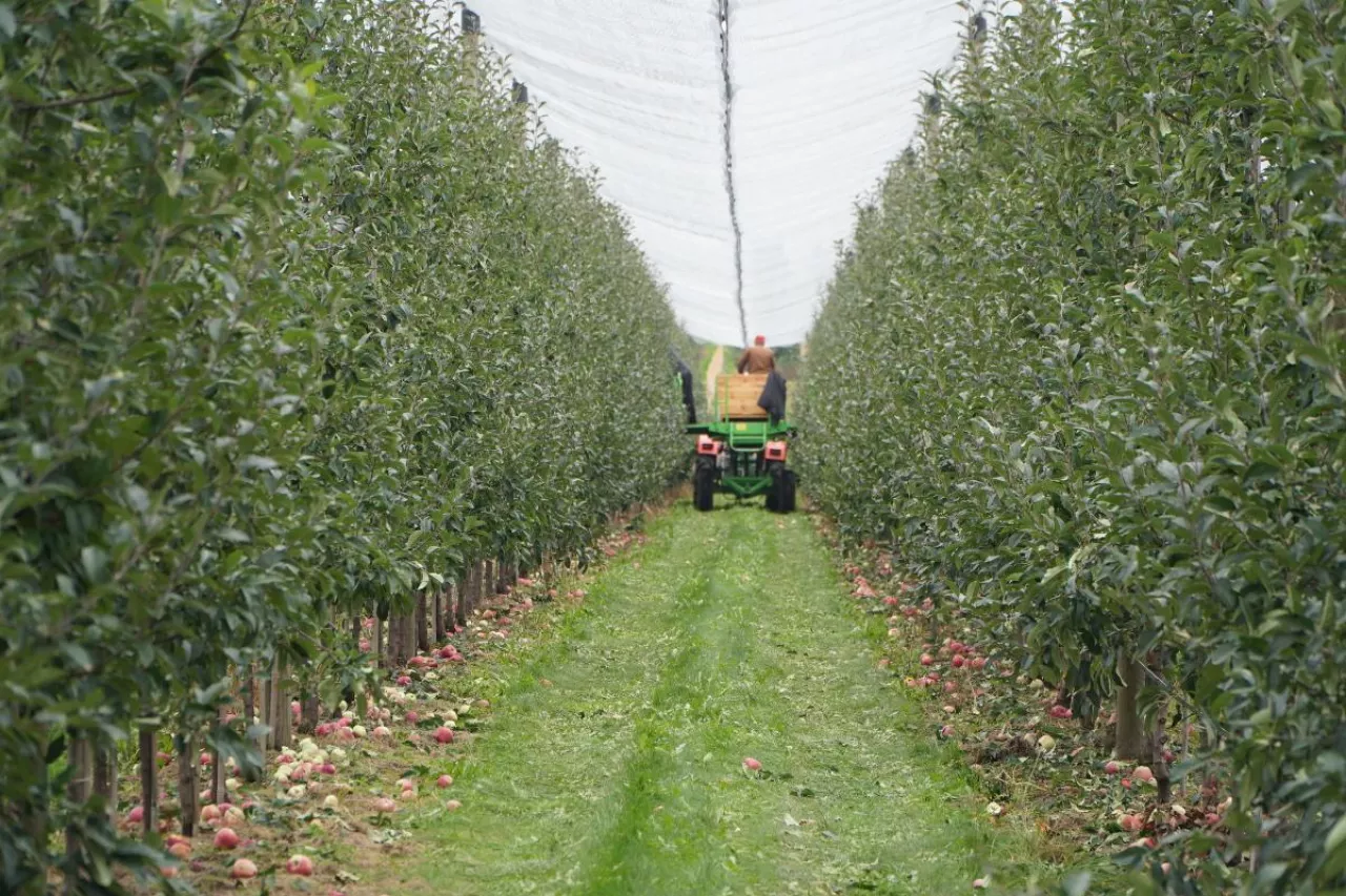 zbiór jabłek z platformy