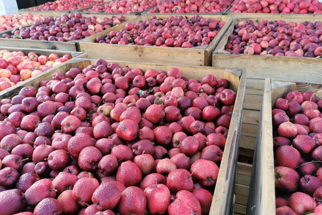 jabłka przemysłowe