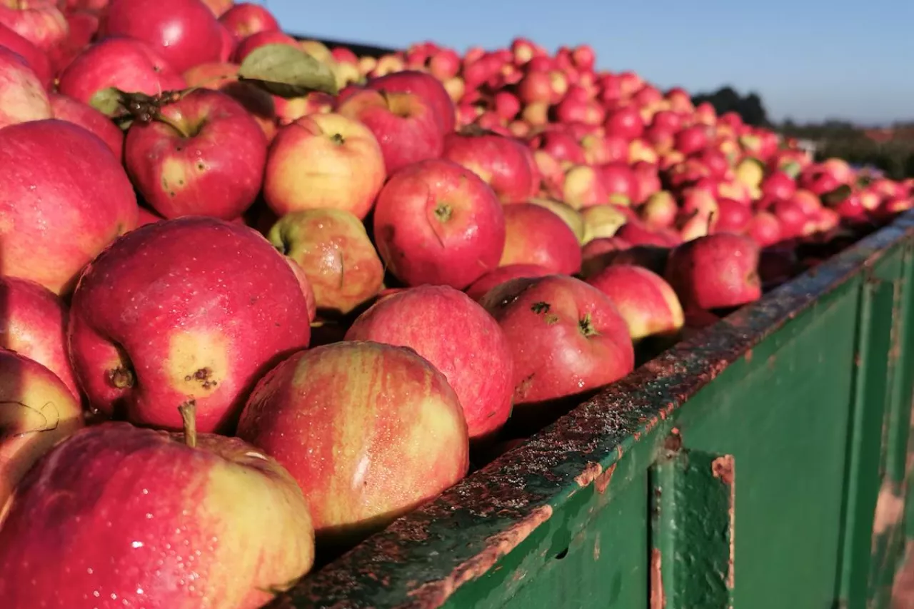 jabłka przemysł