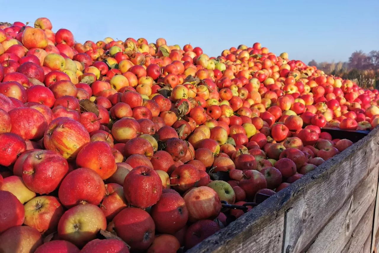 jabłka przemysłowe