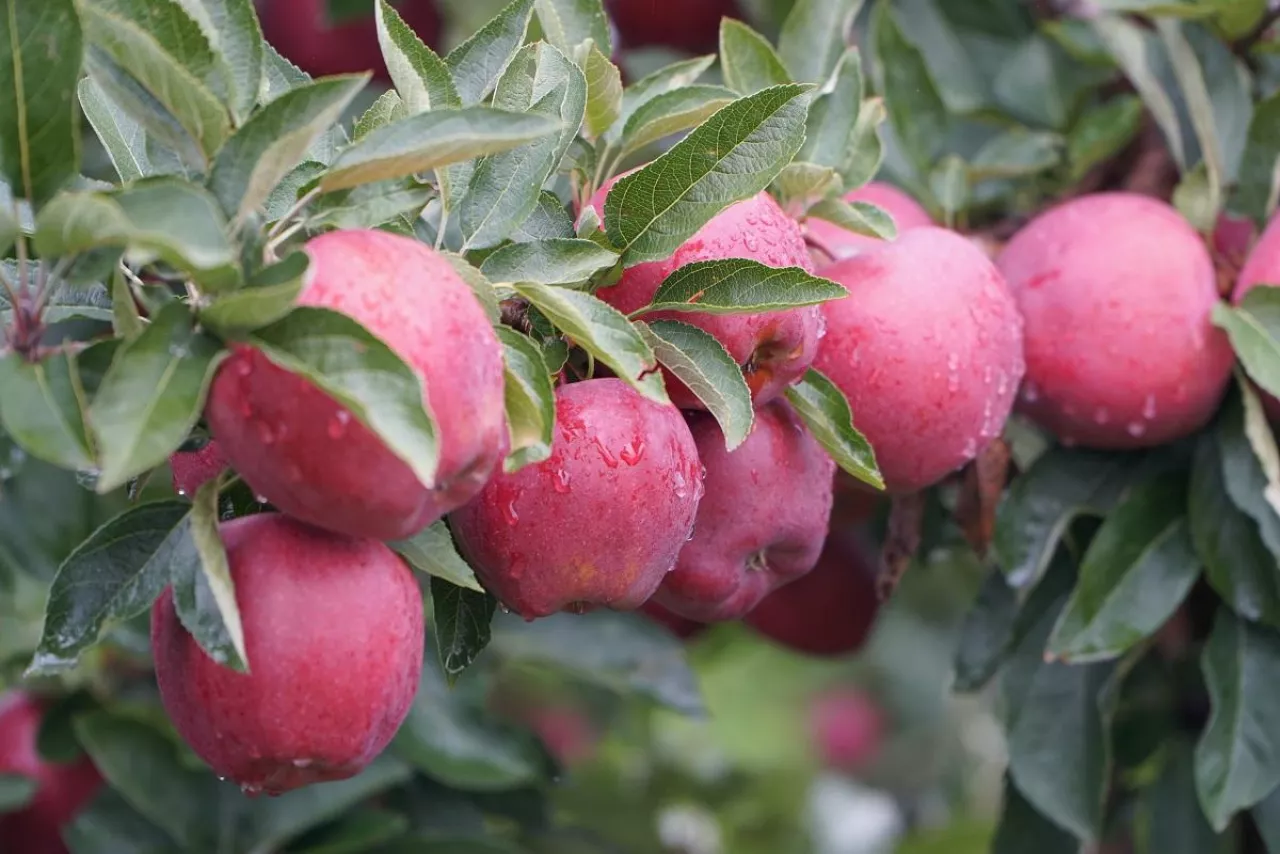 Sadownictwo - sad - jabłka