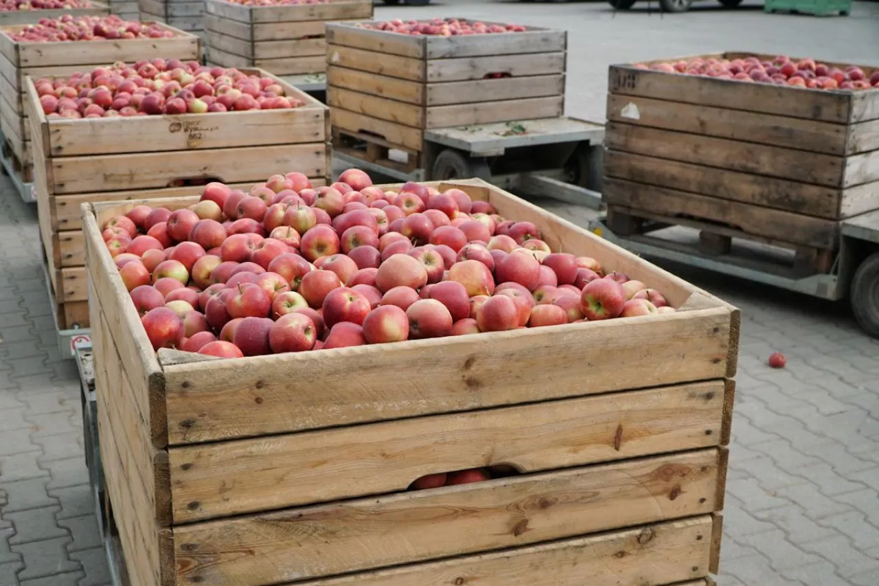 jabłka w skrzyniach
