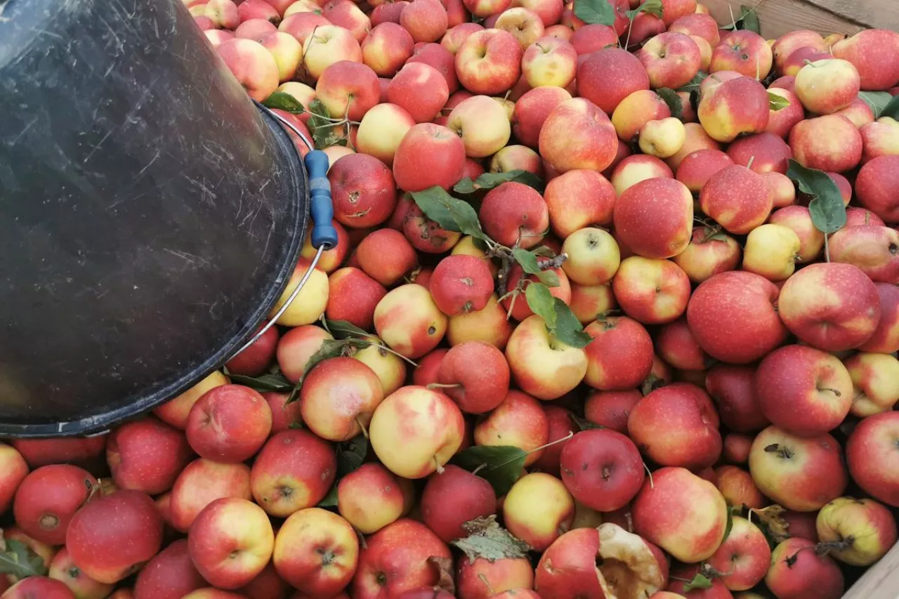 surowiec do przetwórstwa