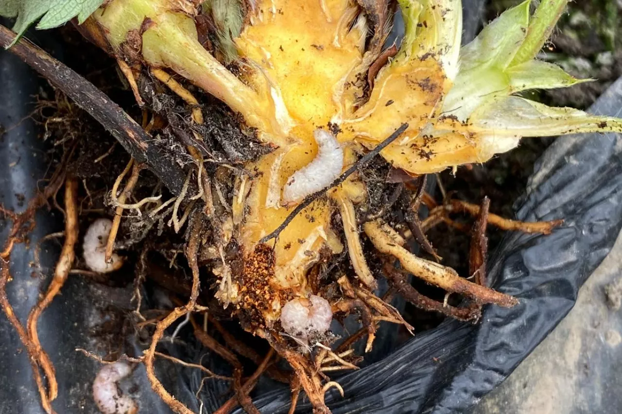 Larwy opuchlaka truskawkowca żerujące na szyjce korzeniowej odm. Twist (rejon Czerwińska nad Wisłą)