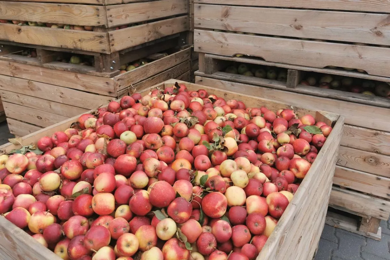 jabłka przemysłowe