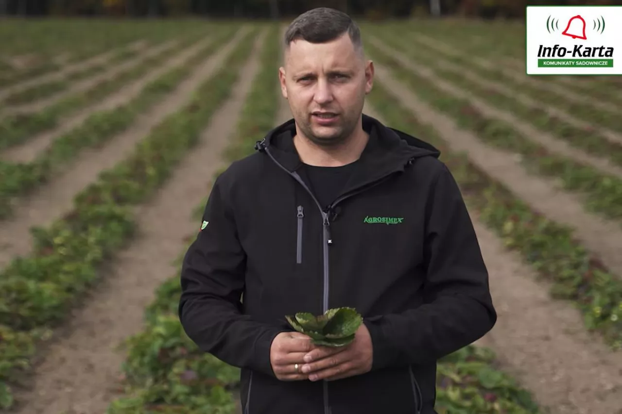 tomasz domanski agrosimex