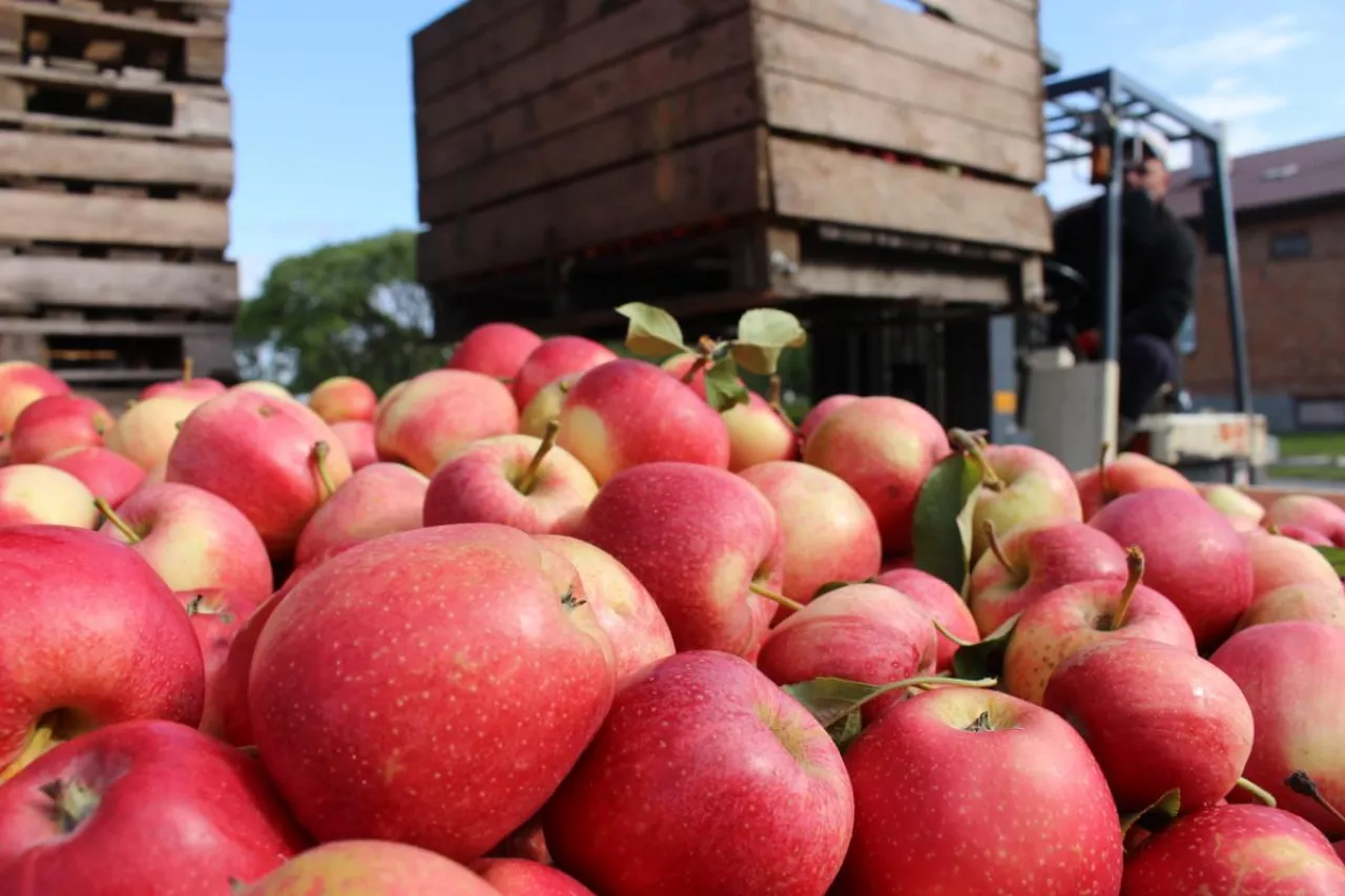 jabłka przemysłowe