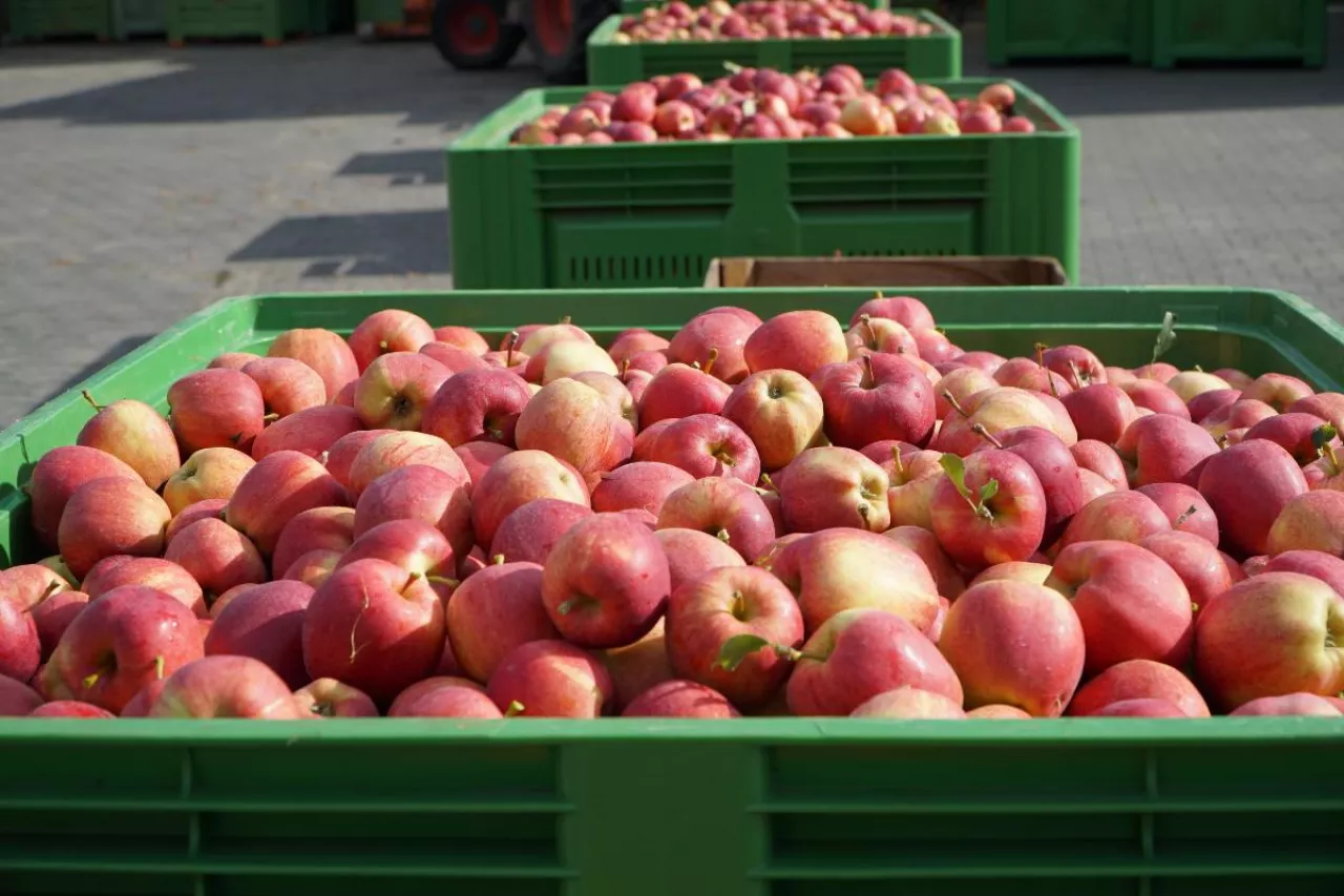 jabłka deserowe