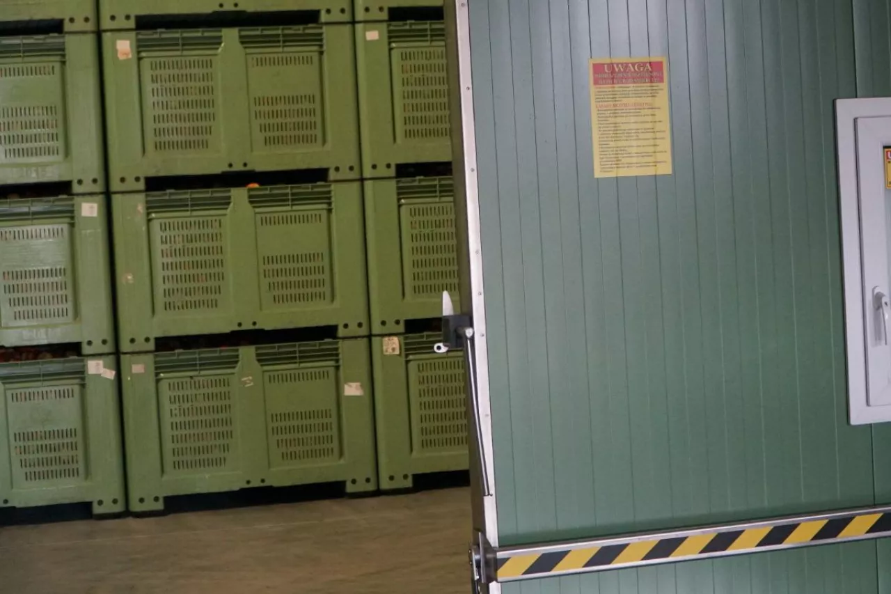 przechowywanie jabłek