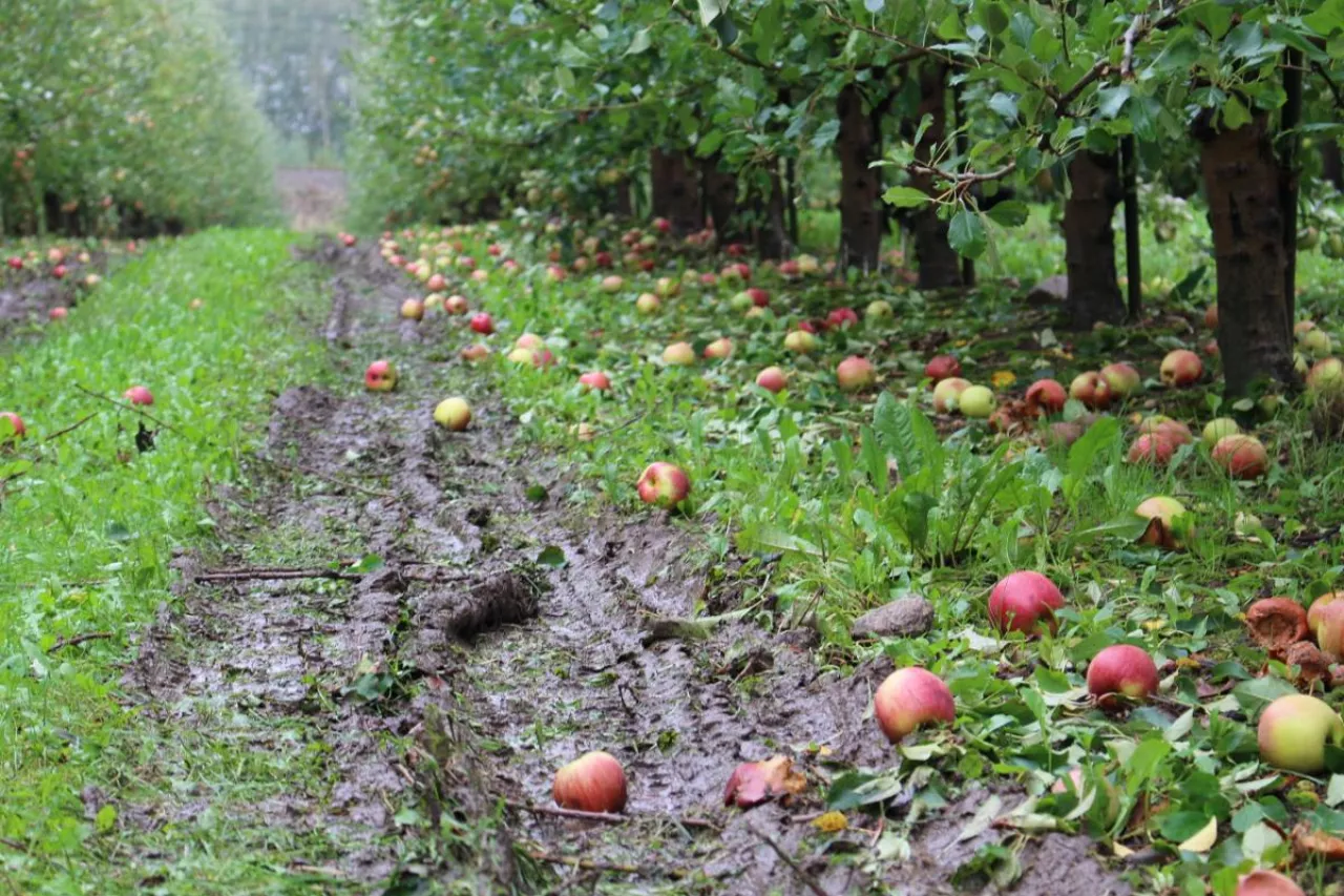 opady deszczu zbiory jabłek