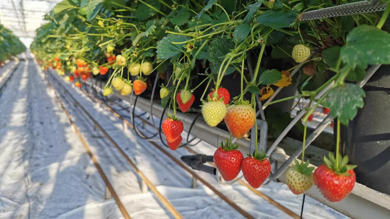 truskawki w szklarni