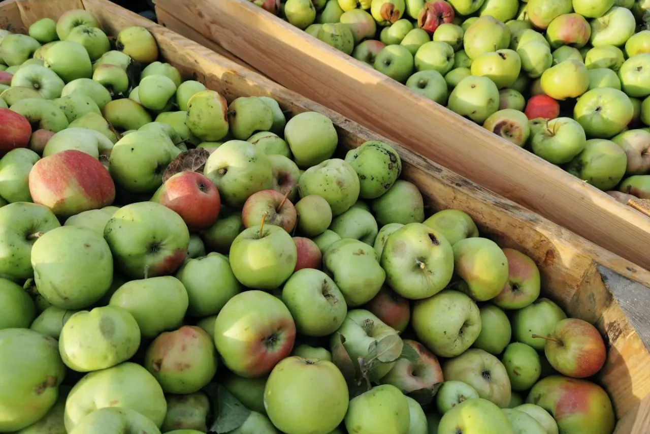 jabłka przemysłowee