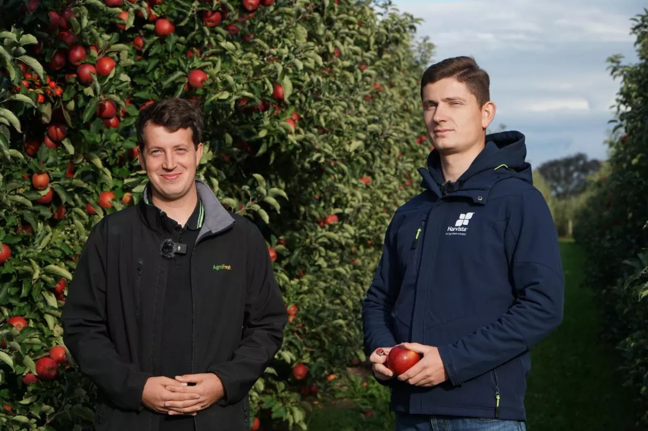 dojrzałość zbiorcza jabłek