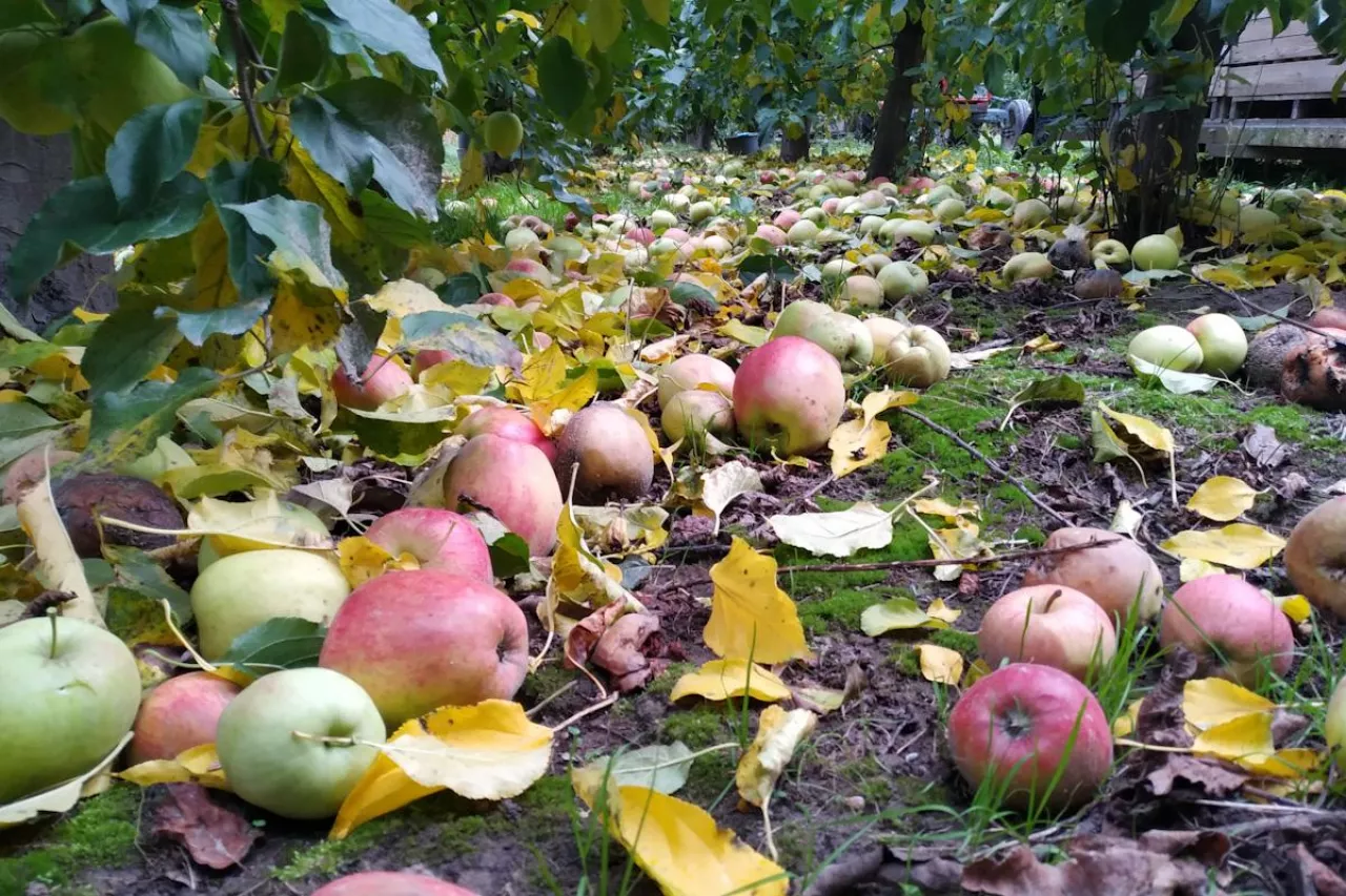 jabłka przemysłowe