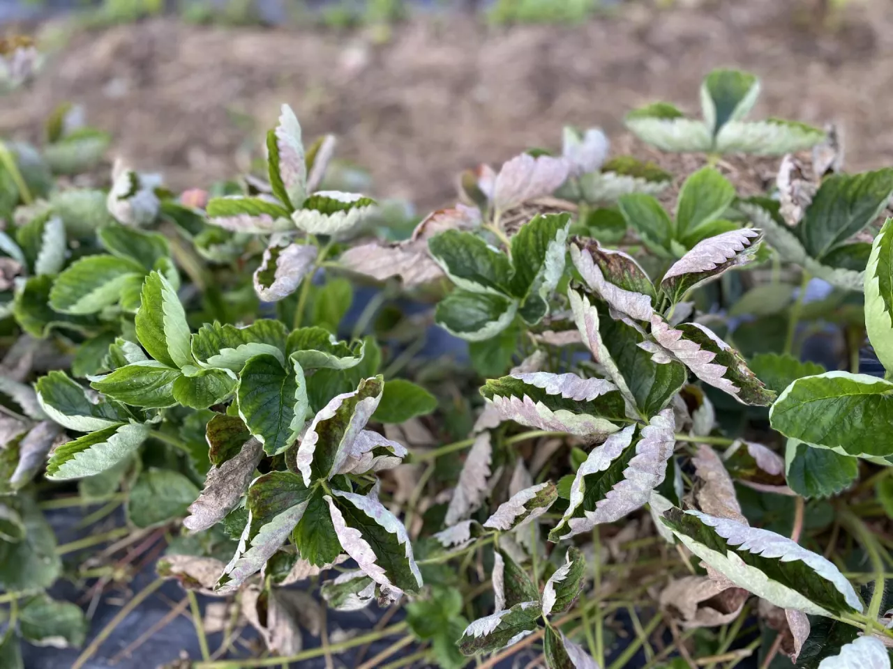 Przy dużej presji mączniaka powierzchnia asymilacyjna liści zostaje mocno ograniczona