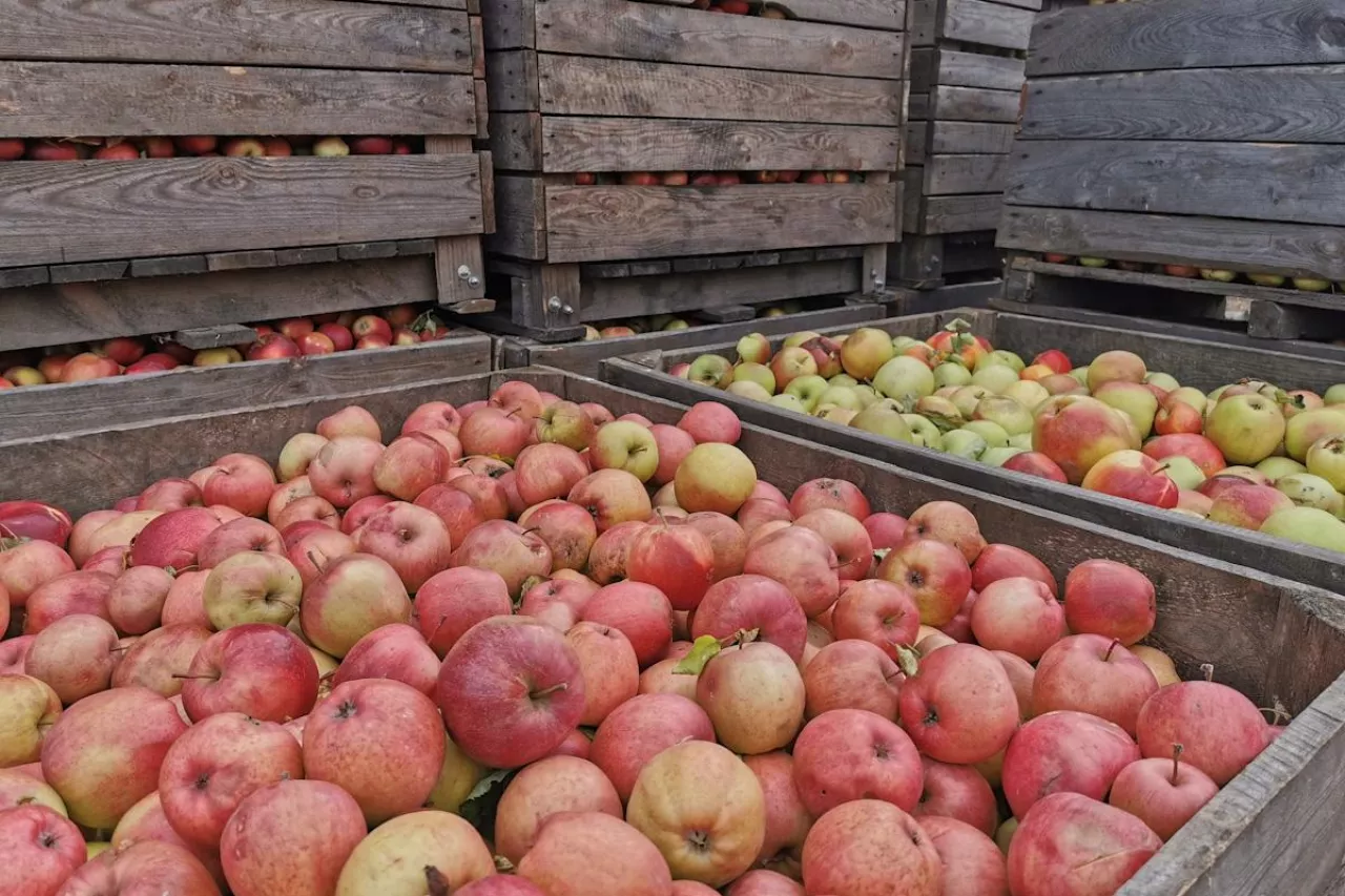 jabłka w skrzyniach