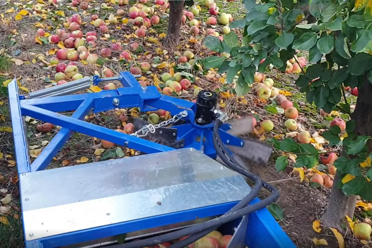 jabłka przemysłowe