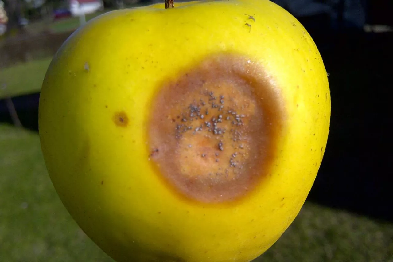 Fot. 2 – Szara pleśń