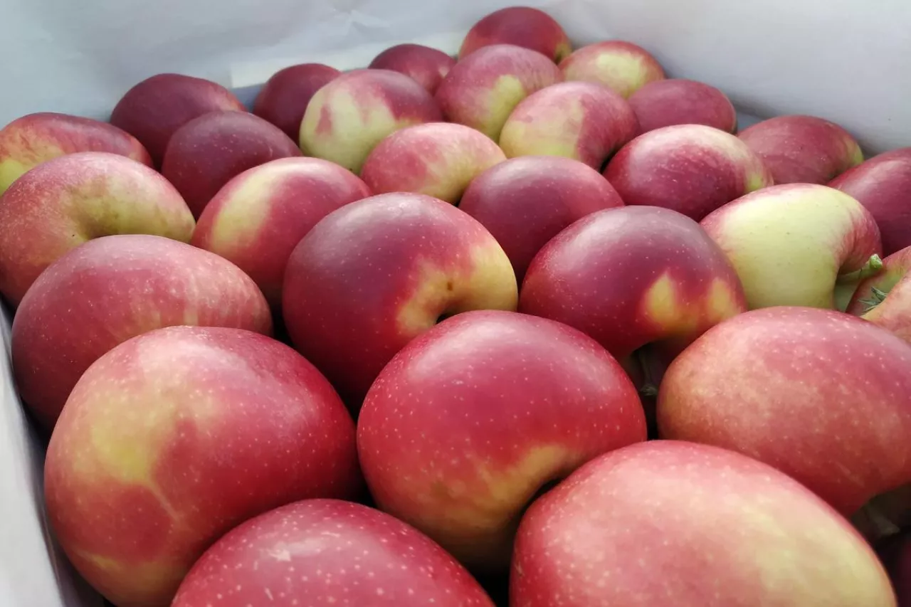 jabłka w skrzynce