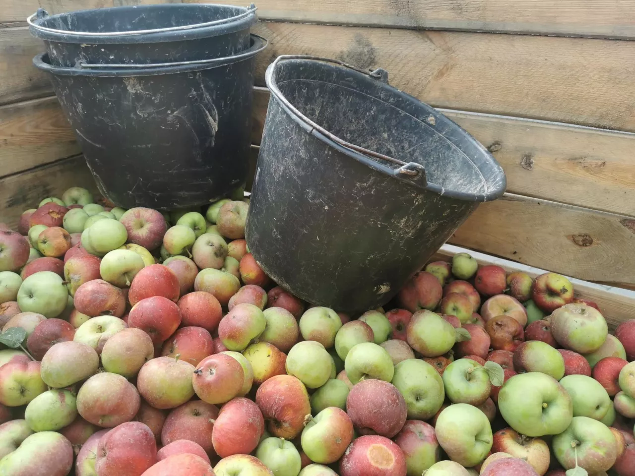 jablka przemysłowe ceny 2022