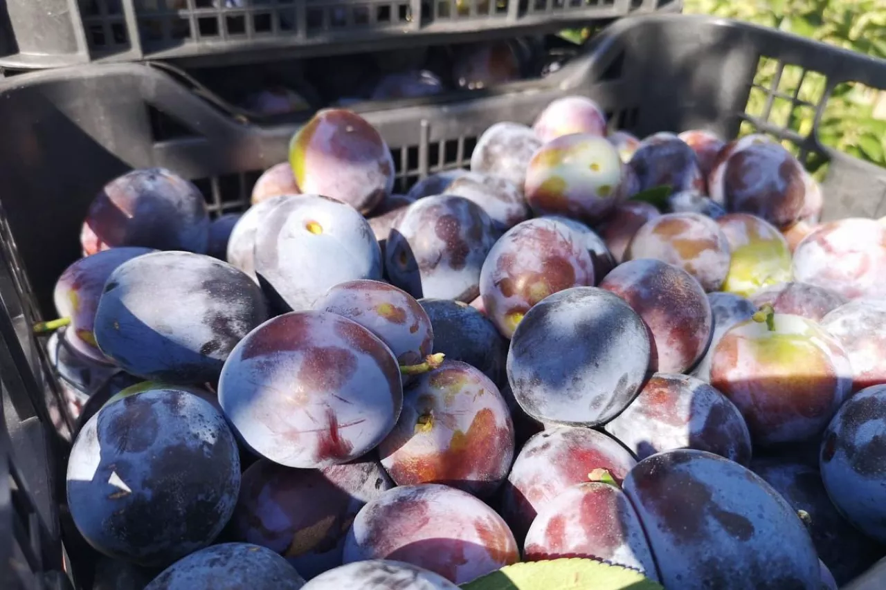 ceny śliwek w Serbii