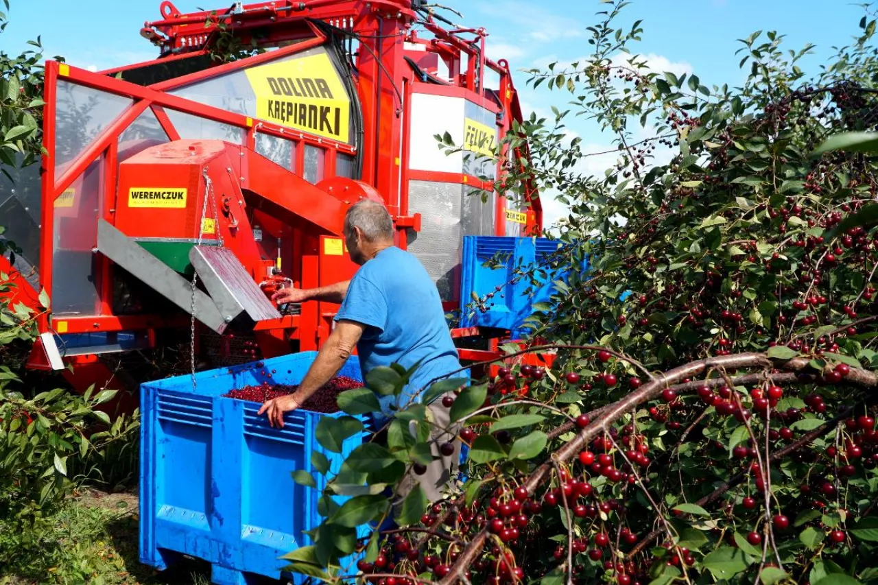 zbiór wiśni za pomocą kombajnu