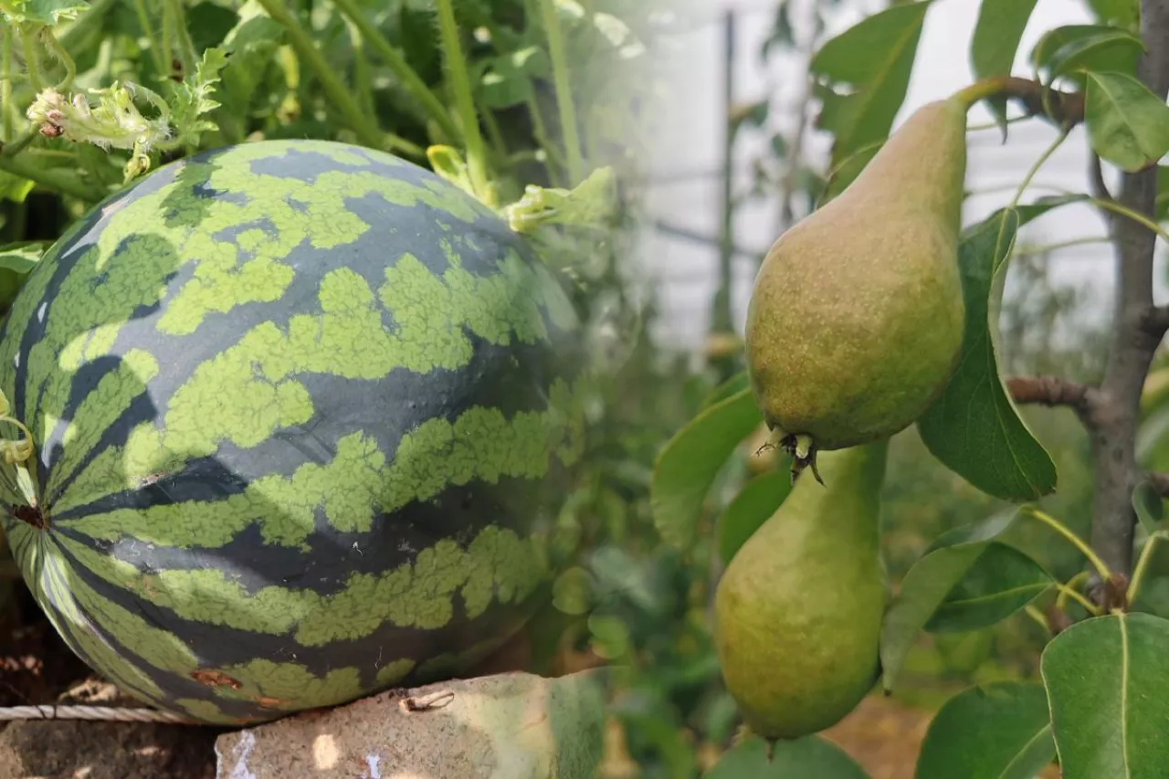 arbuz gruszki